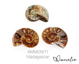 mineralia - ammoniti madagascar