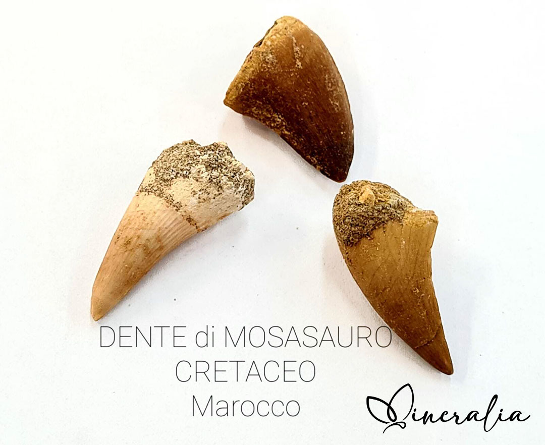mineralia - dente di mosasauro