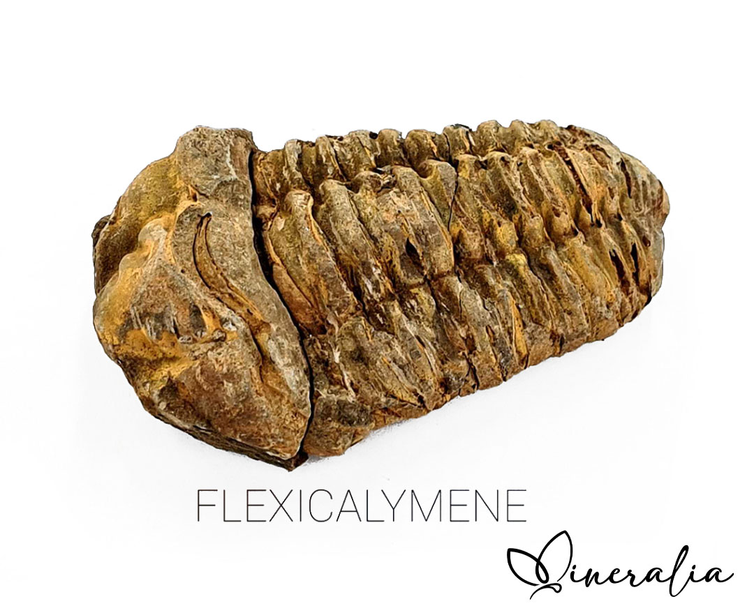 mineralia - flexicalymene