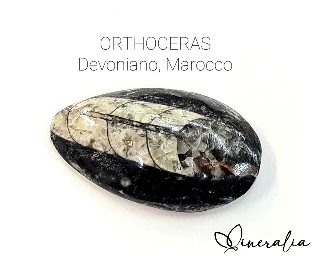 mineralia - orthoceras