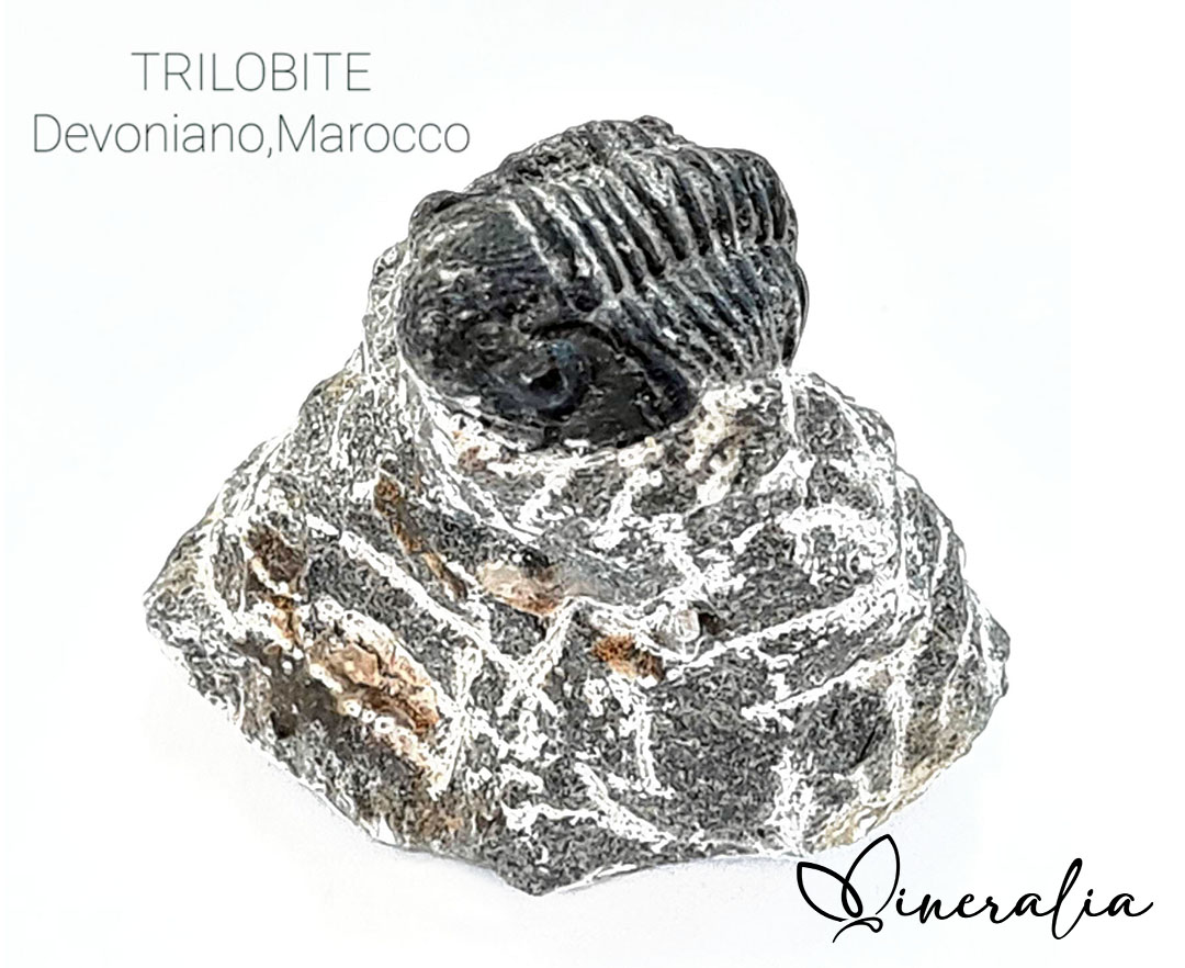 mineralia - trilobite